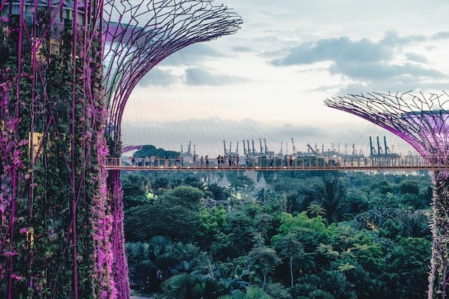 View of Supertree Grove, Singapore advertising agency